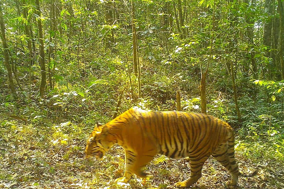 Tigersichtung in Myanmar. (c) Naga Biodiversity Conservation Association Auf dem Bild ist ein Tiger zu sehen, der durch den Urwald spaziert. Die Sonne scheint leicht durch das Dickicht. Der Tiger ist von der Seite zu sehen und scheint die Kamera nicht zu bemerken. Das Bild ist leicht unscharf.