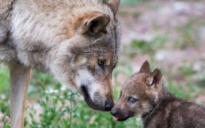 WWF: Europäischer Gerichtshof stärkt den Artenschutz gegen österreichische Praxis