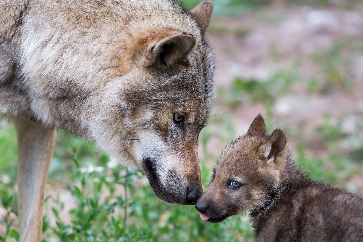 Grauwolf. (c) Ralph Frank
