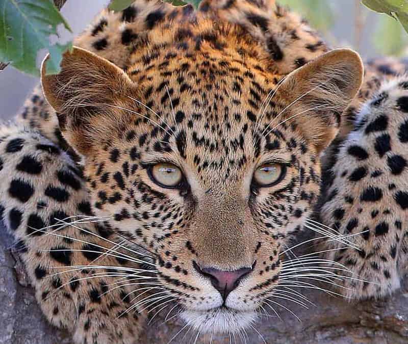 Leopard über Baumstamm (c) Anthony Goldman