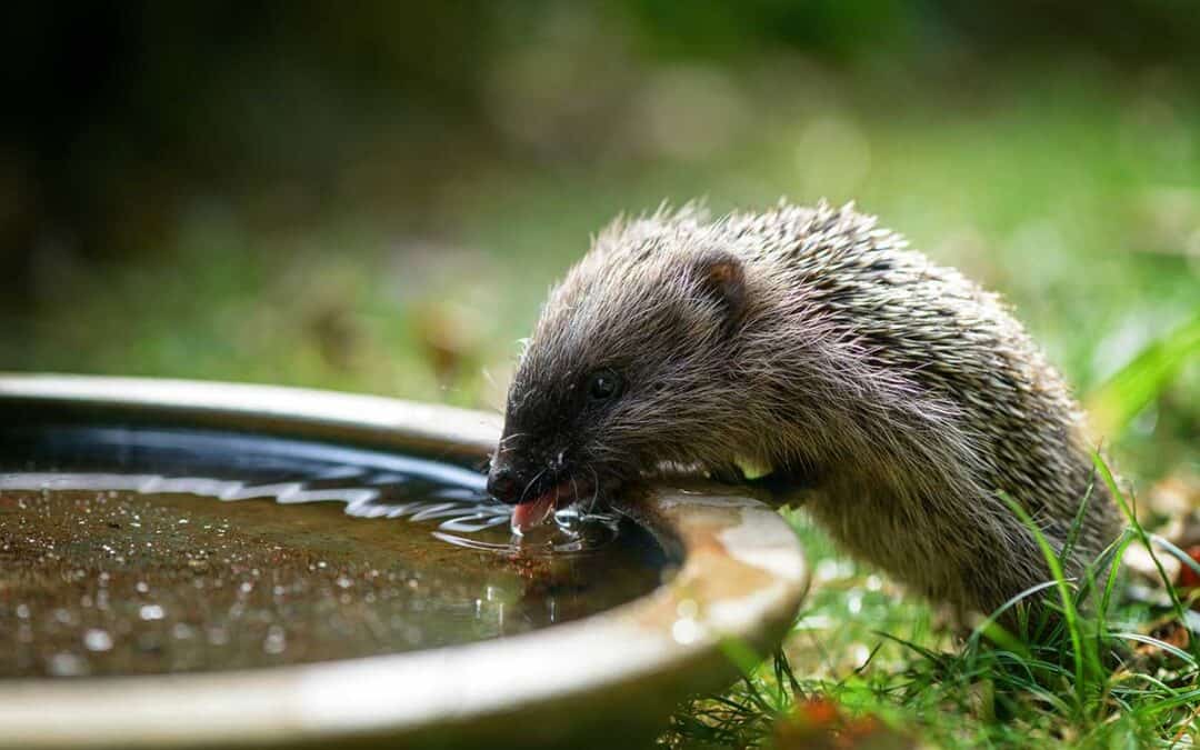 Auf dem Bild ist ein kleiner Igel zu sehen, der sich über eine flache Schale beugt und daraus mit seiner Zunge trinkt. Die Schale ist flach und wirkt wie der Untertopf einer Pflanze. Der Igel steht in einer grünen Wiese und der Hintergrund ist verschwommen.