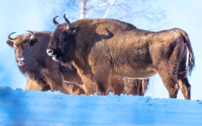 Exkursion: Schneesafari in den Waldkarpaten