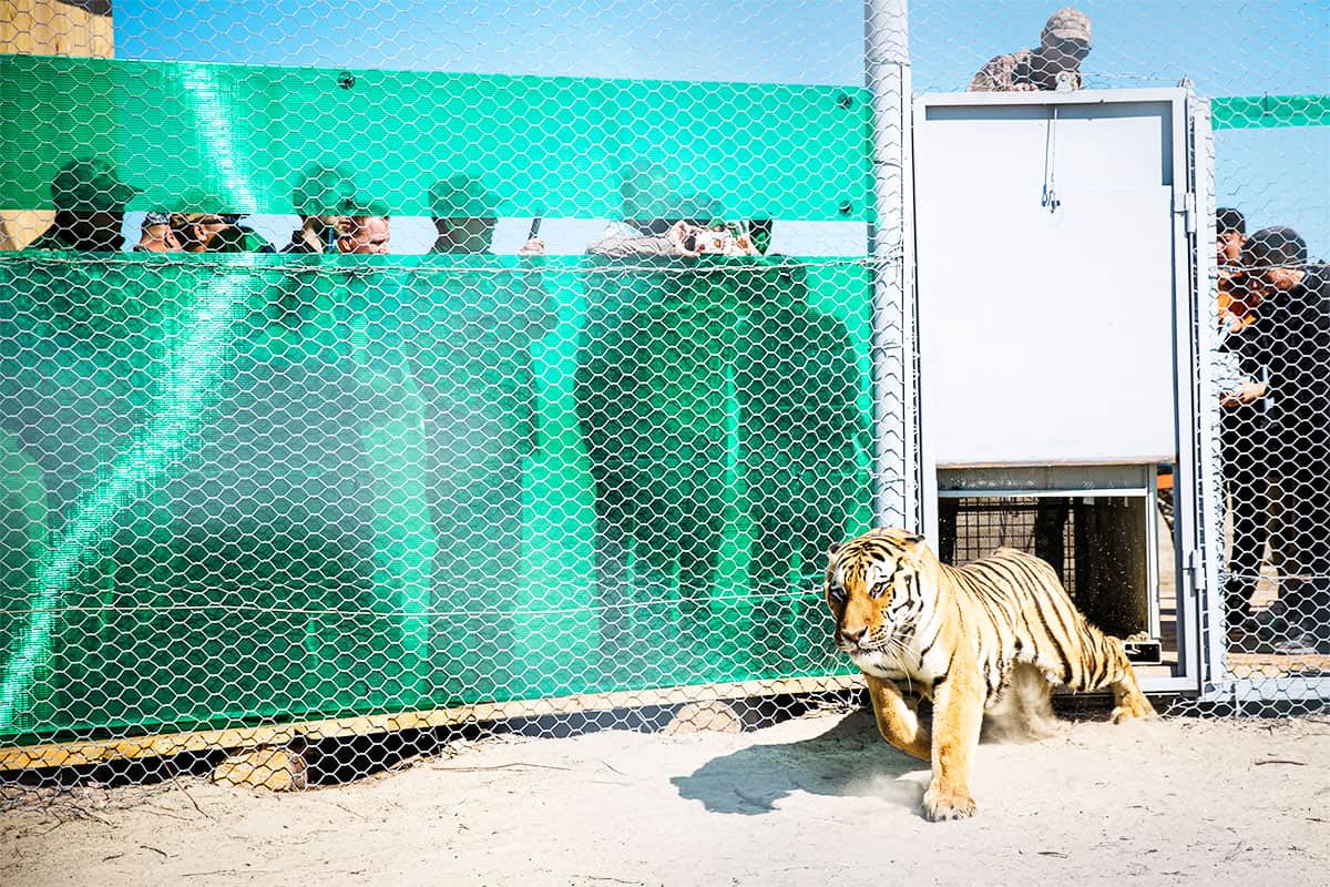 Tiger-Freilassung in Kasachstan 2024(c)Living Image/WWF Tiger läuft mit angelegten Ohren aus einer Transportbox. Menschen stehen hinter einem Maschendrahtzaun.