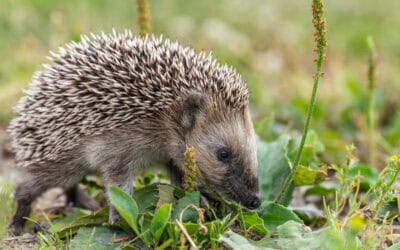 Igel in Not? So helfen Sie richtig – 7 Tipps