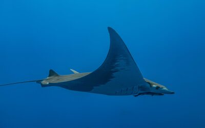 Good News: Teufelsrochen im Mittelmeer befreit & besendert