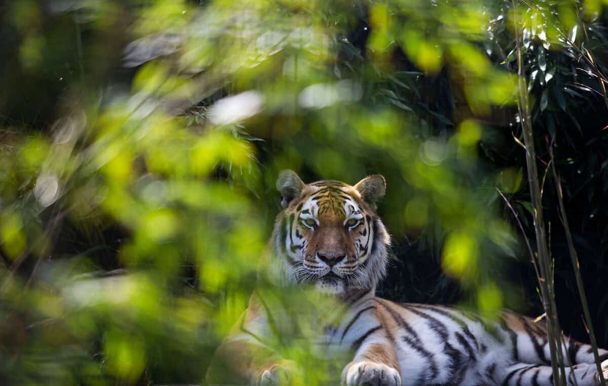 Tiger-Umsiedlung in Kasachstan. (c) Tessel