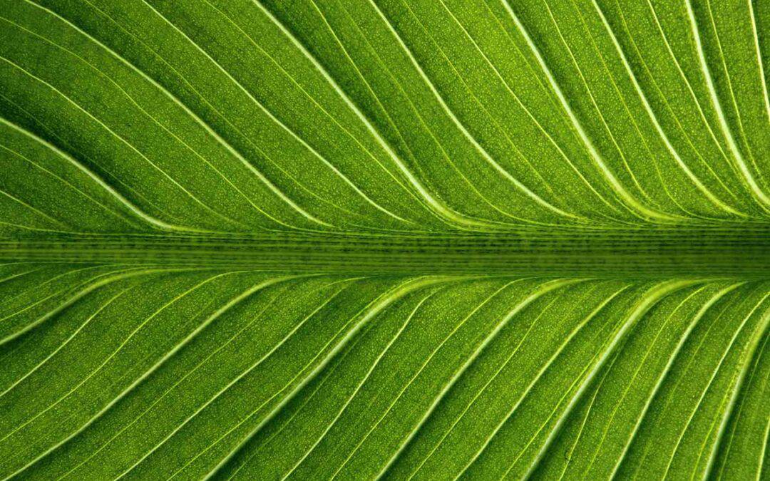 Struktur eines grünen Blattes in Nahaufnahme