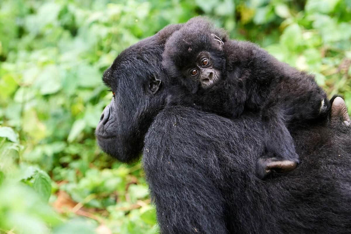 Female Mountain gorilla (Gorilla beringei beringei)_WW2115796-c-naturepl.com Eric Baccega WWF