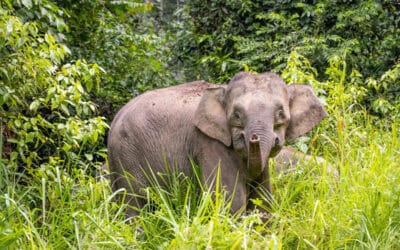 Das sind die tierischen Gewinner und Verlierer 2024