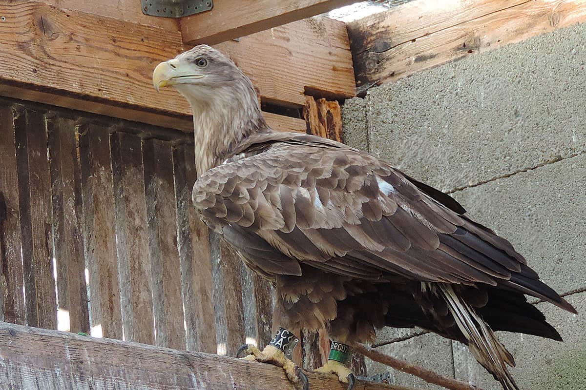 Der Seeadler wurde von WWF und Vier Pfoten gerettet und besendert. (c) FOUR PAWS Auf dem Bild ist ein Seeadler zu sehen, der Ringe an seinen Füßen trägt. Im Hintergrund ist ein Holzzaun zu sehen und man erkennt, dass der Seeadler in einer Art Außengehege sitzt.