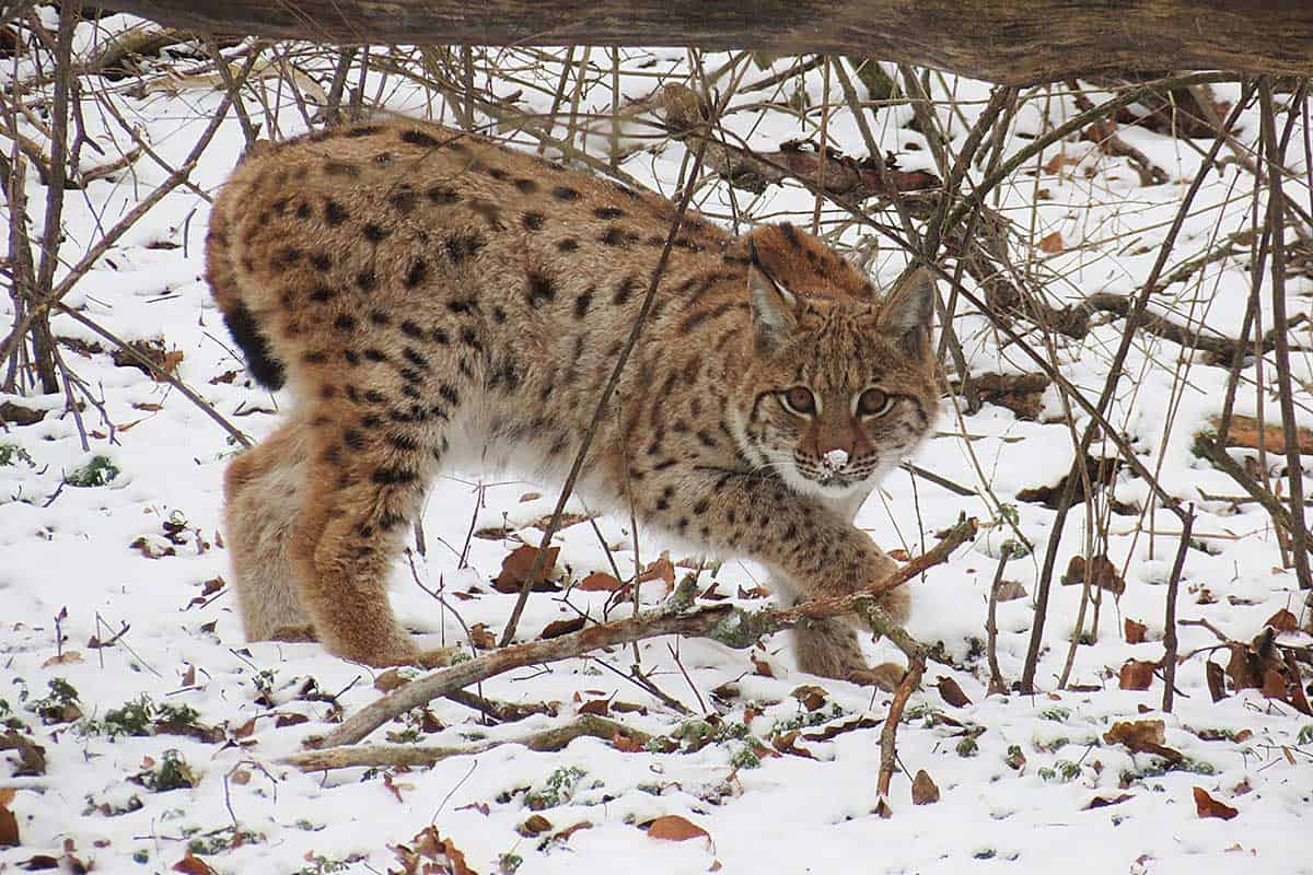 Luchs Janus bei seiner Auswilderung. (c) John Crusius/Wildtierland Hainich gGmbH Auf dem Bild ist Luchs Janus zu sehen, der gerade durch den Schnee spaziert und scheu in die Kamera schaut. Seine Augen haben eine sehr intensive braune Farbe.