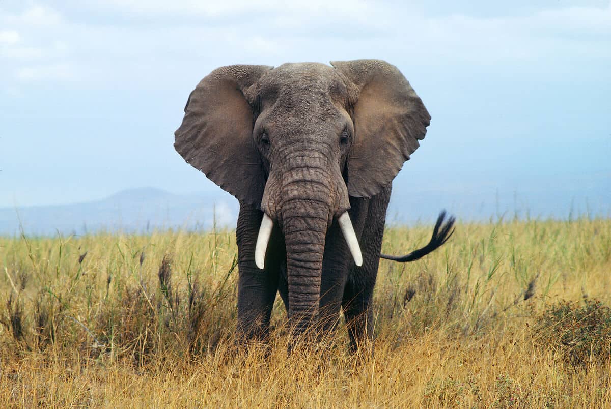 Afrikanischer Elefant. (c) M. Boulton/4nature Auf dem Bild ist ein afrikanischer Elefant zu sehen, der in einer Art Savannenlandschaft mittig im Bild steht. Sein Schwanz scheint hin und her zu schwingen und die Stoßzähne stechen auf dem Bild durch das strahlende Weiß hervor.