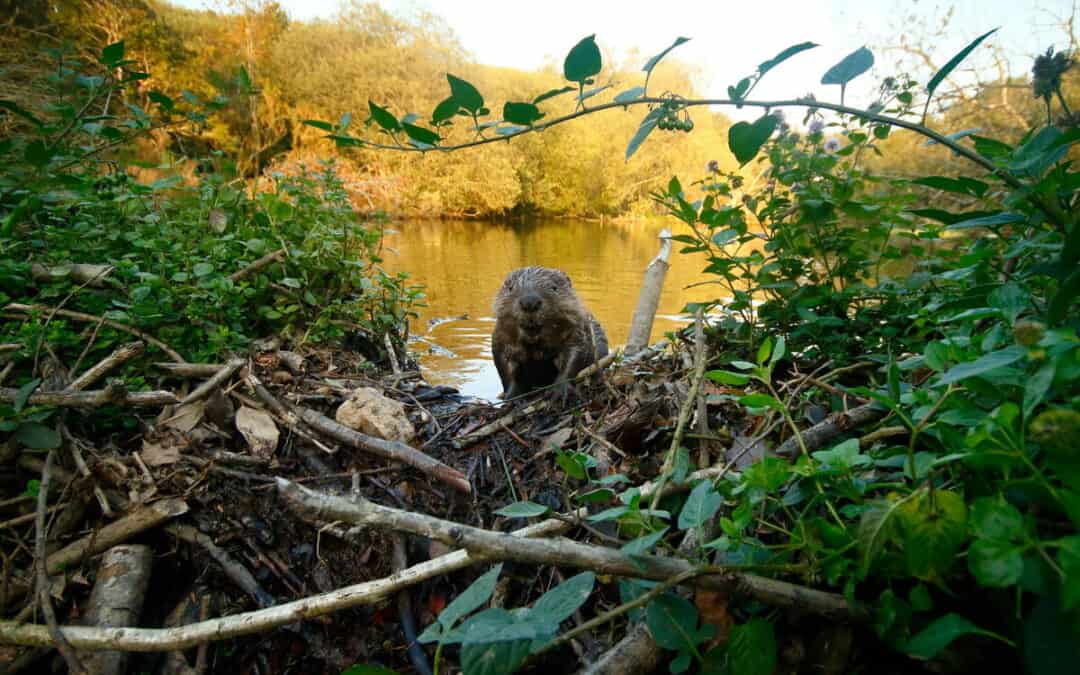 Auf dem Bild ist ein Biber zu sehen, der mitten in der Landschaft steht. Hinter ihm befindet sich ein Fluss. Rund um ihn sind Gehölz und Blätter zu sehen.