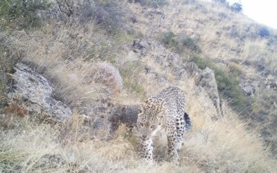 WWF-Erfolg: Kleiner Leopard in Armenien geboren