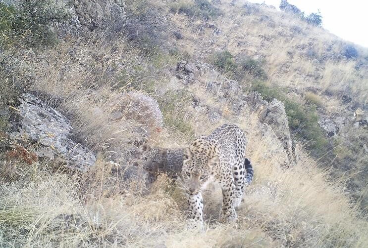 WWF-Erfolg: Kleiner Leopard in Armenien geboren