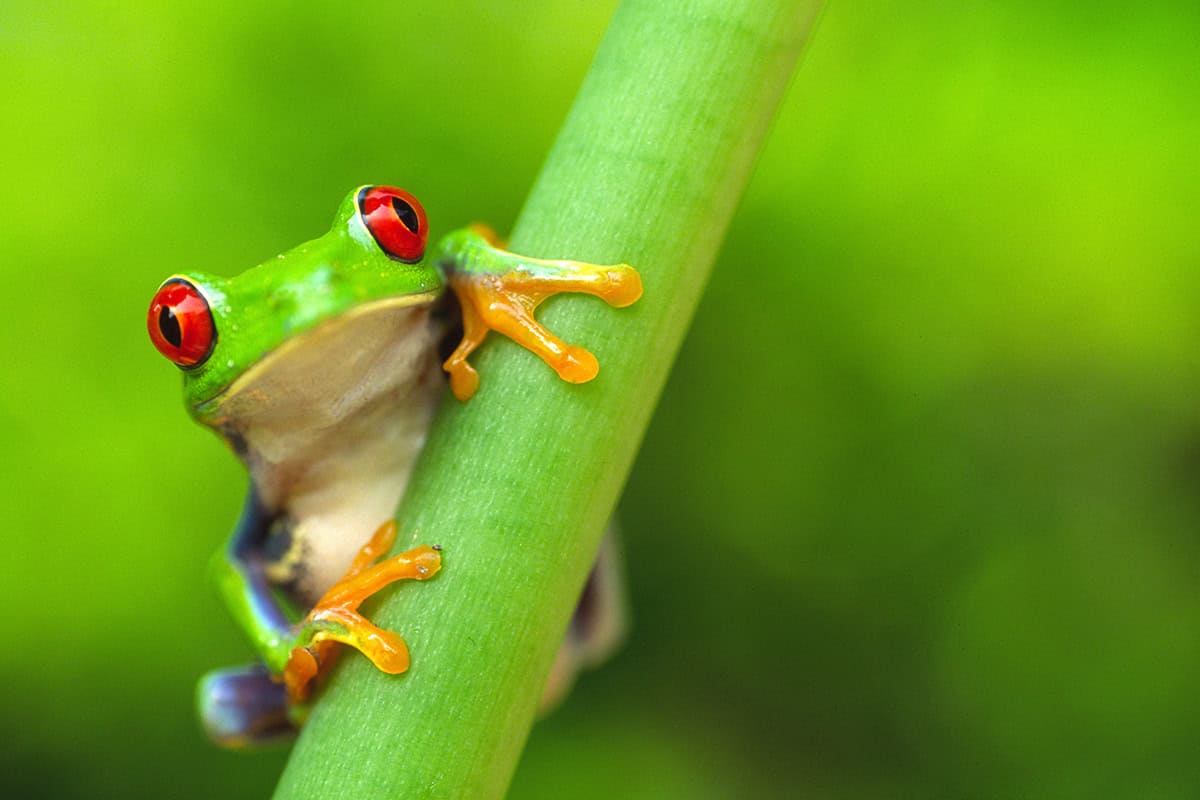 Red Eyed Tree Frog Costa Rica